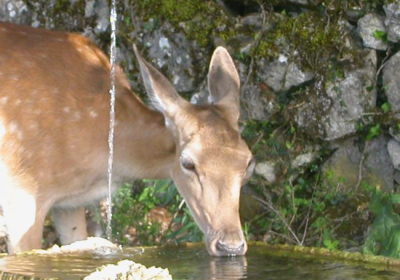 Agriturismo Il Daino